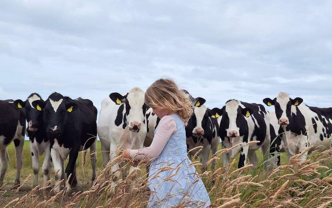 "Flickan med korna". Bild tagen 5 juli 2024 på Jylland i Danmark.